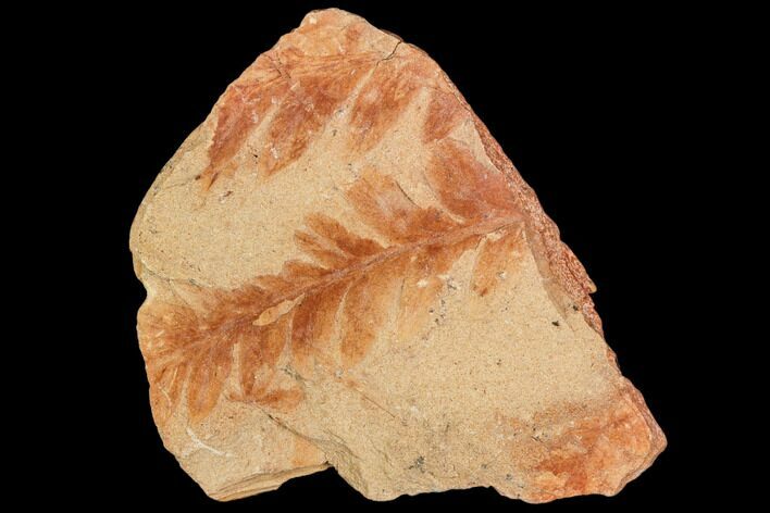 Carboniferous Fossil Ferns (Sphenopteris) - Poland #111645